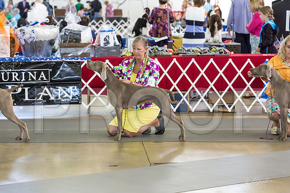 Weim Specialty Thurs Futurity Jr Bitch-MJJL0854-HR3