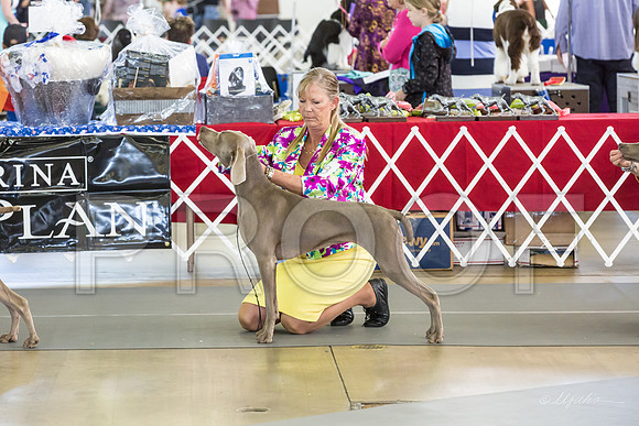 Weim Specialty Thurs Futurity Jr Bitch-MJJL0855-HR3