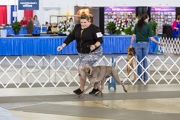 Weim Specialty Thurs Futurity Jr Bitch-MJJL0861-HR3