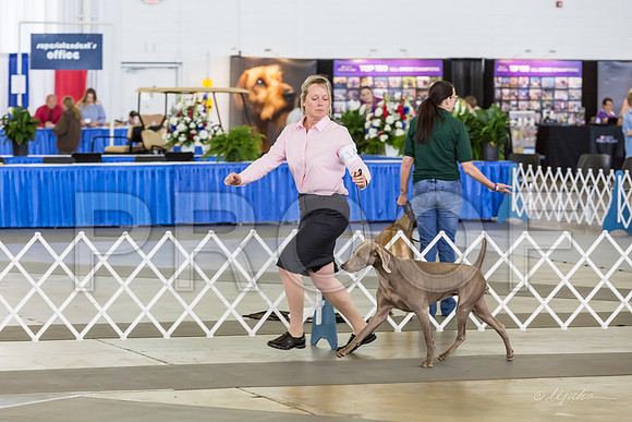 Weim Specialty Thurs Futurity Jr Bitch-MJJL0865-HR3