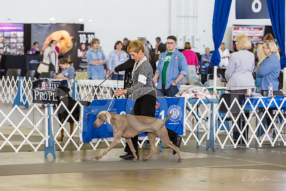 Weim Specialty Thurs Futurity Jr Bitch-MJJL0866-HR3