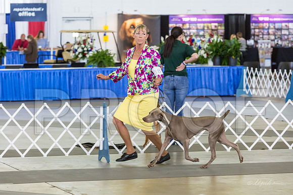Weim Specialty Thurs Futurity Jr Bitch-MJJL0875-HR3