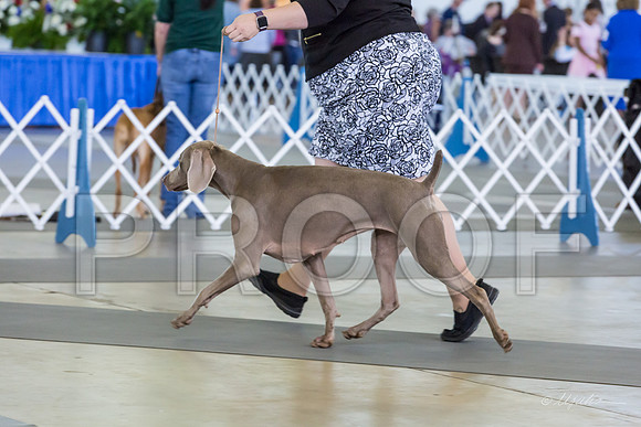Weim Specialty Thurs Futurity Jr Bitch-MJJL0883-HR3