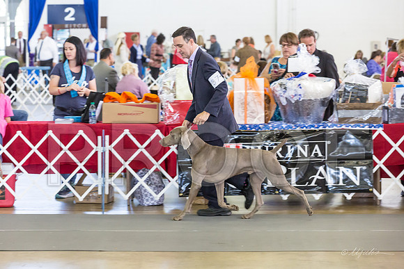 Weim Specialty Thurs Futurity Jr Dogs-MJJL0631-HR3