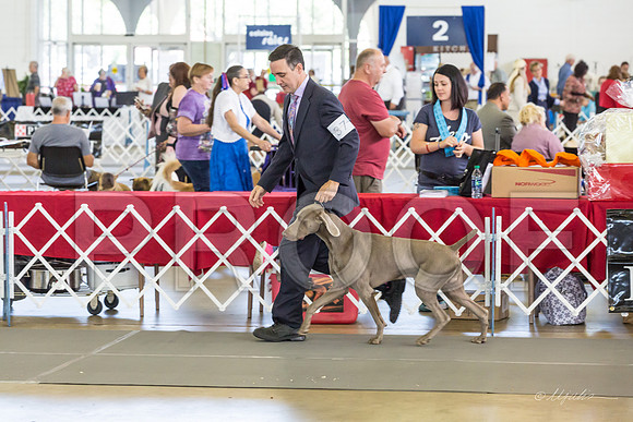 Weim Specialty Thurs Futurity Jr Dogs-MJJL0633-HR3
