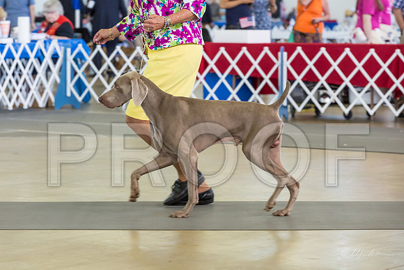 Weim Specialty Thurs Futurity Jr Dogs-MJJL0645-HR3