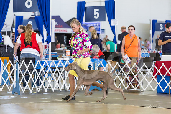 Weim Specialty Thurs Futurity Jr Dogs-MJJL0653-HR3