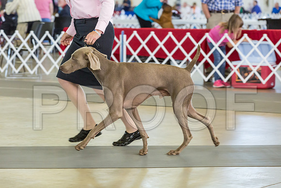 Weim Specialty Thurs Futurity Jr Dogs-MJJL0660-HR3