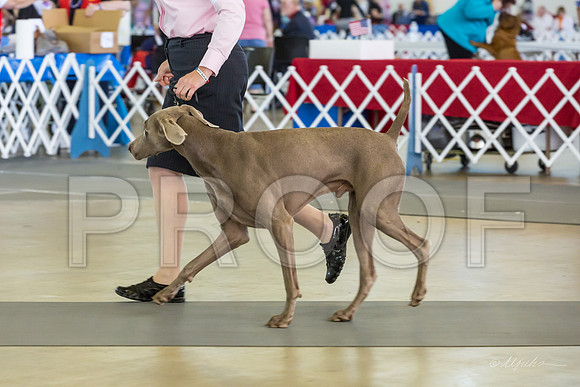Weim Specialty Thurs Futurity Jr Dogs-MJJL0661-HR3