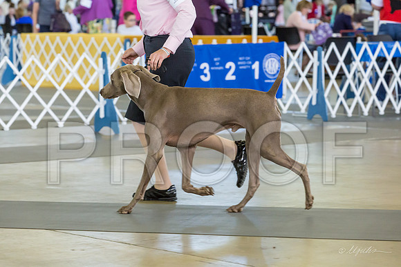 Weim Specialty Thurs Futurity Jr Dogs-MJJL0664-HR3