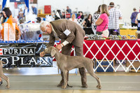 Weim Specialty Thurs Futurity Sr Bitch