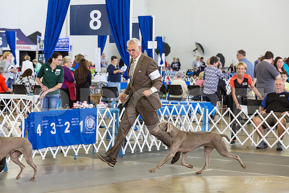 Weim Specialty Thurs Futurity Sr Bitch-MJJL1128-HR3