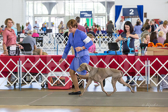 Weim Specialty Thurs Futurity Sr Bitch-MJJL1135-HR3