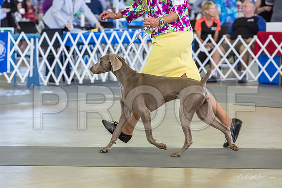 Weim Specialty Thurs Futurity Sr Bitch-MJJL1144-HR3