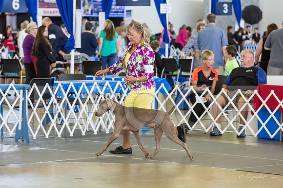 Weim Specialty Thurs Futurity Sr Bitch-MJJL1150-HR3