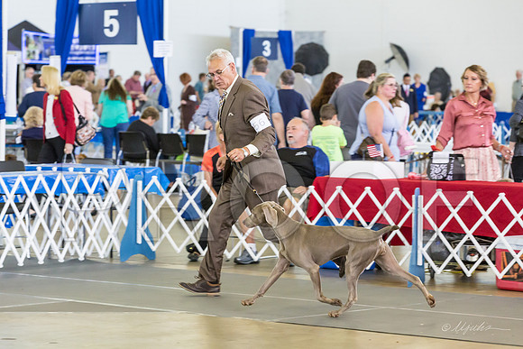 Weim Specialty Thurs Futurity Sr Bitch-MJJL1167-HR3