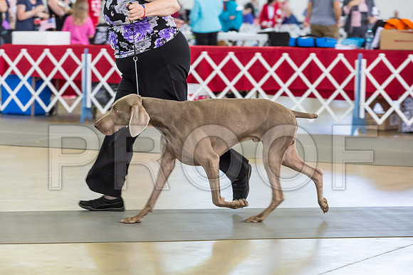 Weim Specialty Thurs Futurity Sr Dog-MJJL0784-HR3