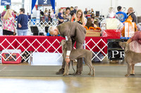 Weim Specialty Thurs Futurity Winners Bitch