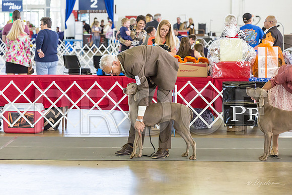 Weim Specialty Thurs Futurity Winners Bitch-MJJL1184-HR3