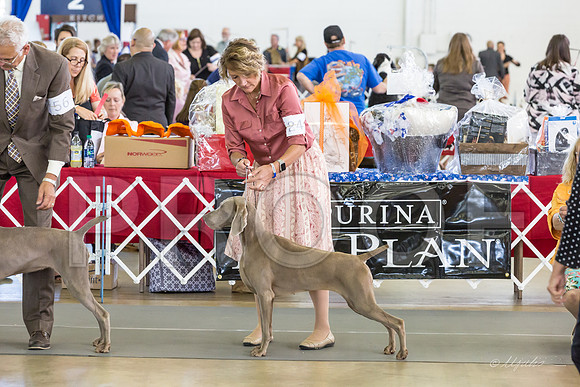 Weim Specialty Thurs Futurity Winners Bitch-MJJL1188-HR3