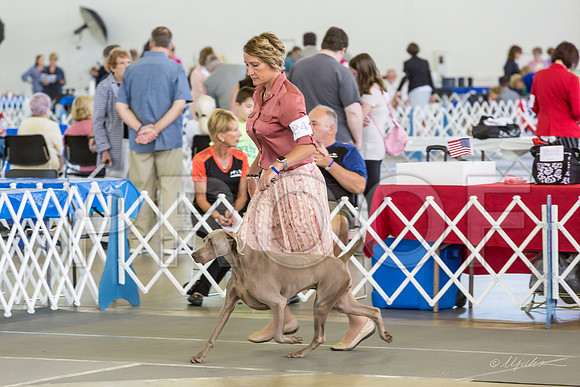 Weim Specialty Thurs Futurity Winners Bitch-MJJL1192-HR3