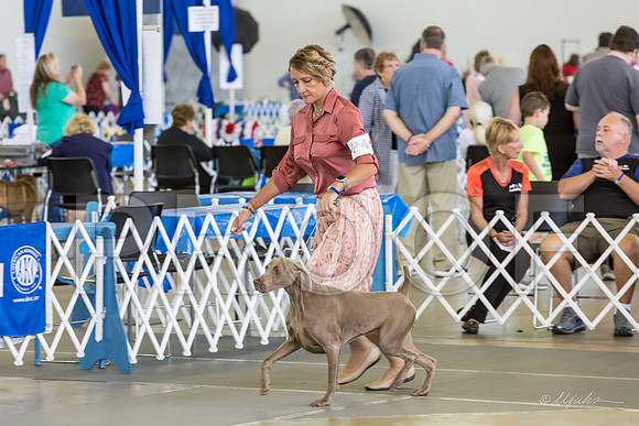 Weim Specialty Thurs Futurity Winners Bitch-MJJL1194-HR3