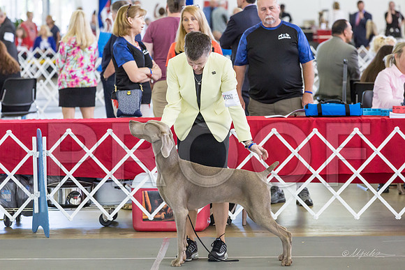 Weim Specialty Thurs Maturity Bitches-MJJL1290-HR3