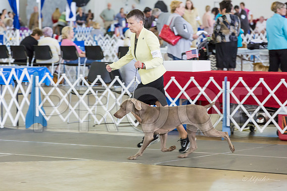 Weim Specialty Thurs Maturity Bitches-MJJL1311-HR3