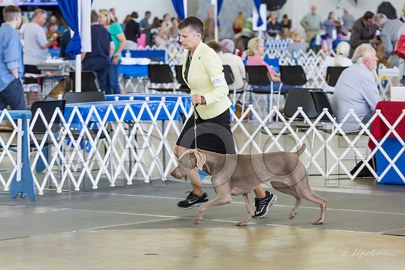 Weim Specialty Thurs Maturity Bitches-MJJL1313-HR3