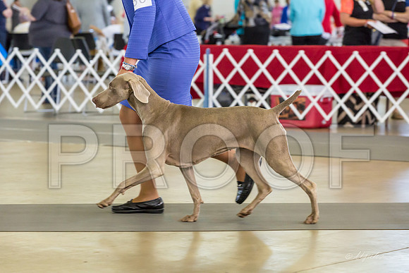 Weim Specialty Thurs Maturity Bitches-MJJL1320-HR3
