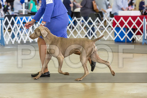 Weim Specialty Thurs Maturity Bitches-MJJL1322-HR3
