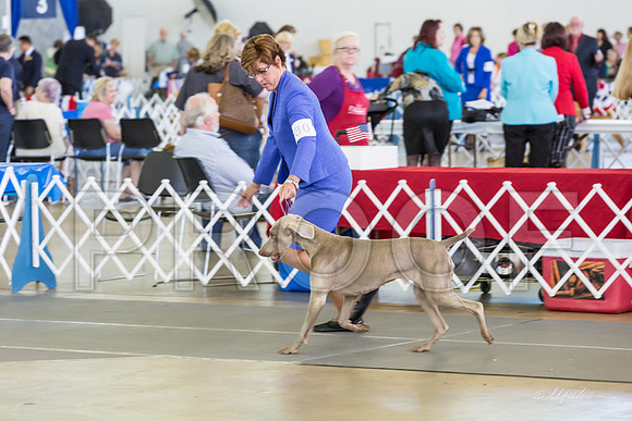 Weim Specialty Thurs Maturity Bitches-MJJL1330-HR3
