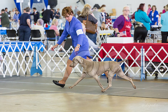 Weim Specialty Thurs Maturity Bitches-MJJL1331-HR3