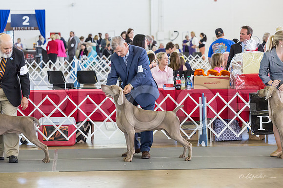 Weim Specialty Thurs Maturity Dogs-MJJL1207-HR3