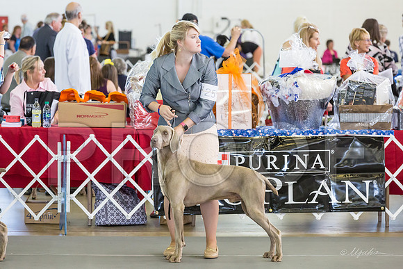Weim Specialty Thurs Maturity Dogs-MJJL1211-HR3