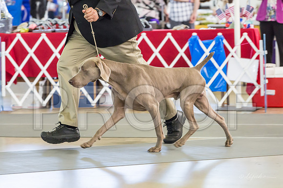 Weim Specialty Thurs Maturity Dogs-MJJL1214-HR3