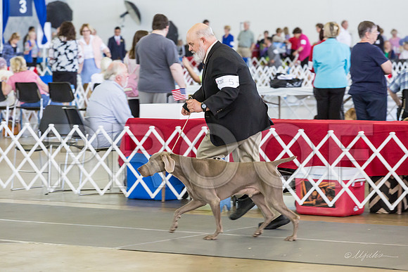 Weim Specialty Thurs Maturity Dogs-MJJL1232-HR3