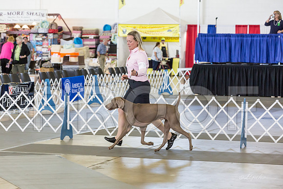 Weim Thur Sweeps Dog 12-18-MJJL9556-HR3