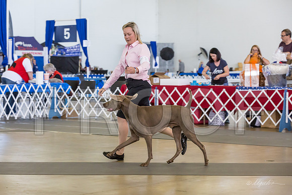 Weim Thur Sweeps Dog 12-18-MJJL9580-HR3