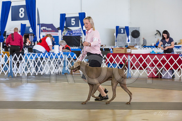 Weim Thur Sweeps Dog 12-18-MJJL9581-HR3