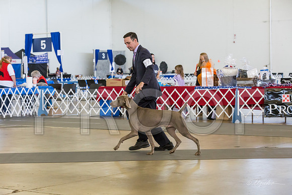 Weim Thur Sweeps Dog 12-18-MJJL9587-HR3