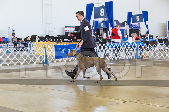 Weim Thur Sweeps Dog 12-18-MJJL9592-HR3