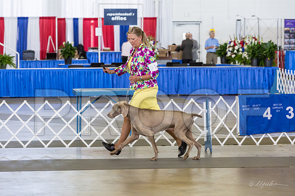 Weim Thur Sweeps Vet Dogs 9+-MJJL9770-HR3