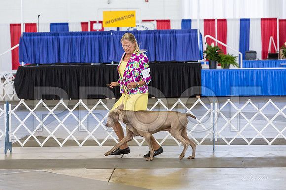 Weim Thur Sweeps Vet Dogs 9+-MJJL9776-HR3