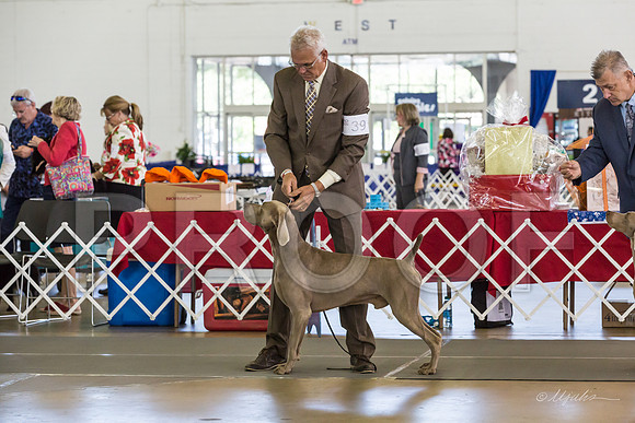 Weim Thurs Specialty BOB-MJJL0301-HR3