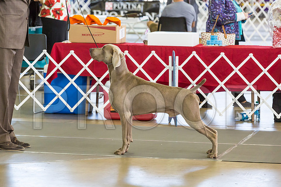 Weim Thurs Specialty BOB-MJJL0312-HR3