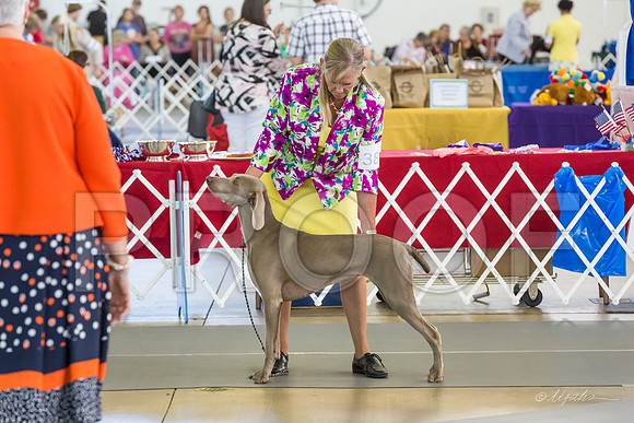 Weim Thurs Specialty Bitch 12-18-MJJL0006-HR3