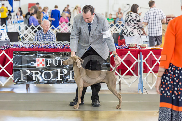 Weim Thurs Specialty Bitch 12-18-MJJL0009-HR3