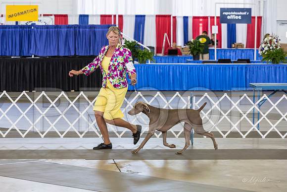 Weim Thurs Specialty Bitch 12-18-MJJL0021-HR3