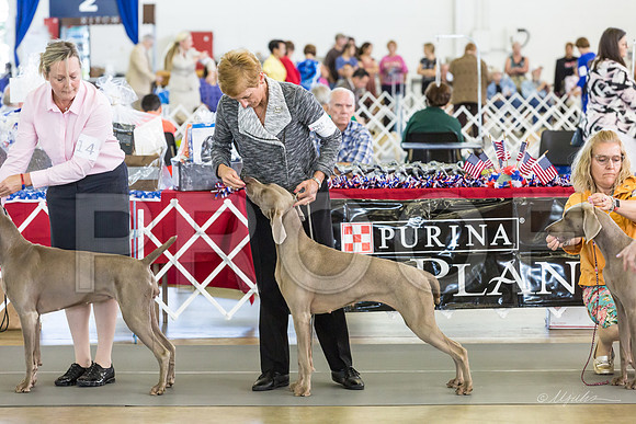 Weim Thurs Specialty Bitch BBE-MJJL0068-HR3